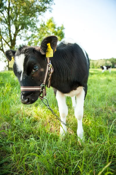 Calves on the meadow — Stock Photo, Image