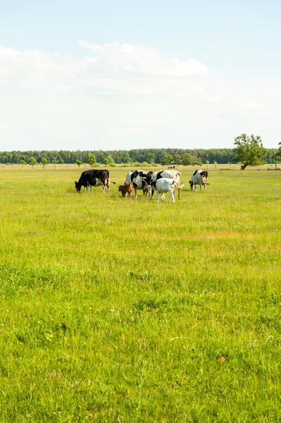 Terneros en el prado —  Fotos de Stock