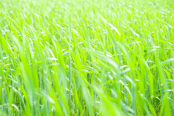 Corn growing in a field in spring — Stock Photo, Image