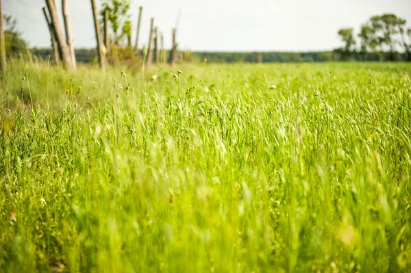 Milho crescendo em um campo na primavera — Fotografia de Stock