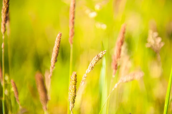 Цветущая трава на лугу — стоковое фото