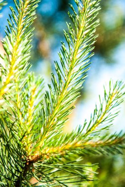 İlkbaharda genç ağaç