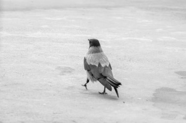 Kentsel güvercin yeme ekmek dağınık