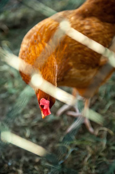 Szabad tartású csirkék — Stock Fotó