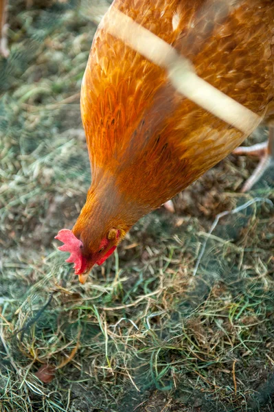 Free-range chickens — Stock Photo, Image