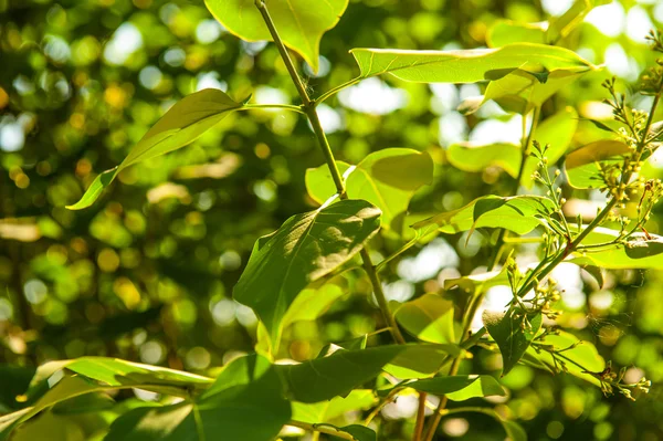 Young tree in spring — Stock Photo, Image