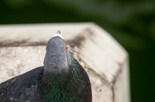 Gros plan d'un pigeon gris assis — Photo