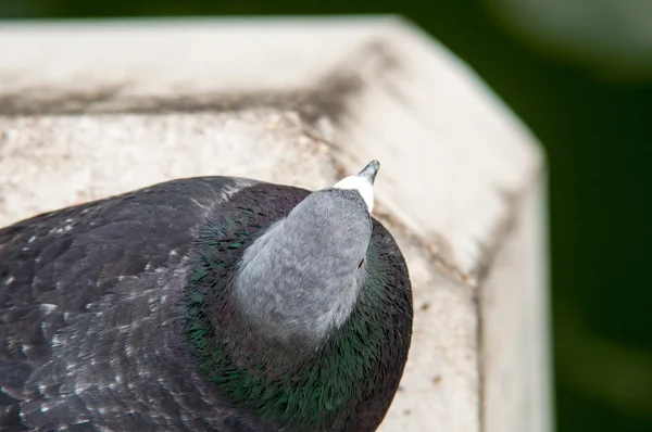 Крупним планом сірий голуб сидить — стокове фото