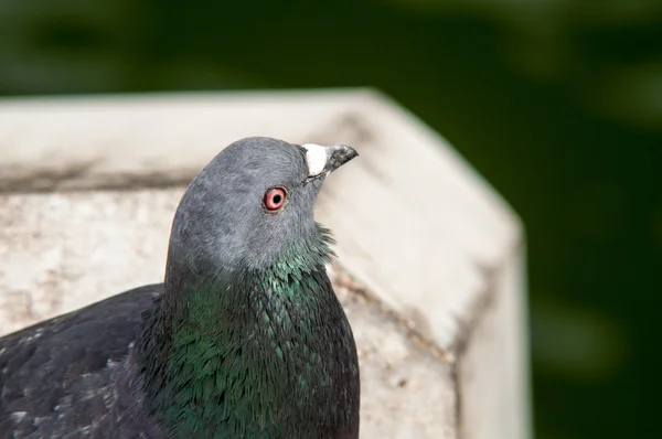 A close-up of a grey pigeon sitting — Stock Photo, Image