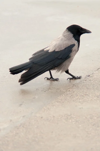 Cuervo de pie en la playa — Foto de Stock