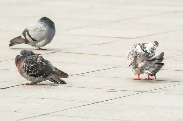 都市鸽子吃分散的面包 — 图库照片