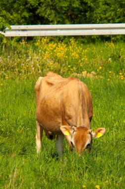 Jersey inek bir çayır grazes.