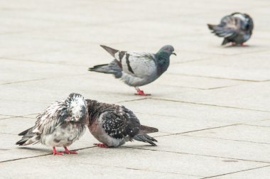 Kentsel güvercin yeme ekmek dağınık