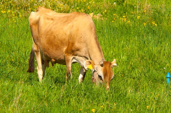 Jersey αγελάδα που βόσκει σε ένα λιβάδι — Φωτογραφία Αρχείου