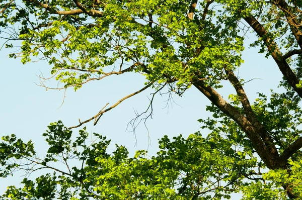 Trees in a forest in the spring — Stock Photo, Image