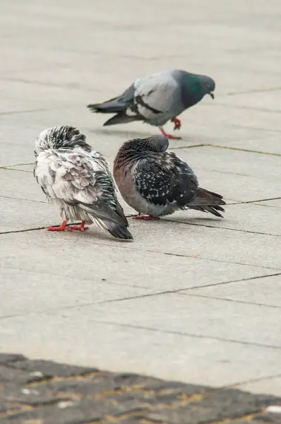Міський голуб їсть розкиданий хліб — стокове фото