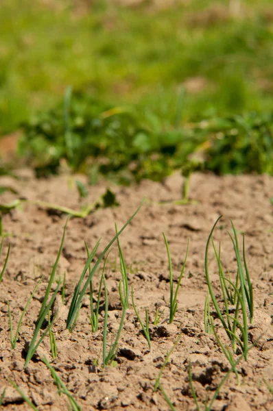 Ciboulette poussant dans le jardin — Photo