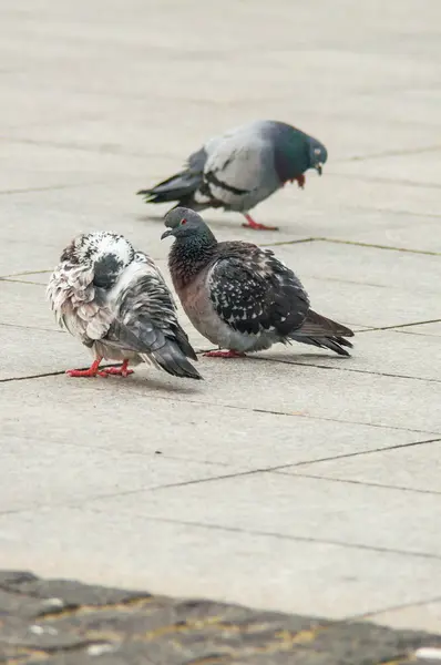 Міський голуб їсть розкиданий хліб — стокове фото
