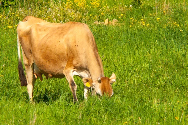 Jersey vaca pastoreia em um prado — Fotografia de Stock