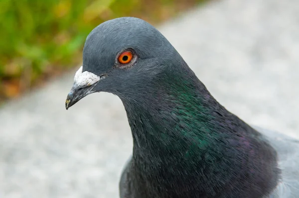 Pombo urbano comendo pão espalhado — Fotografia de Stock