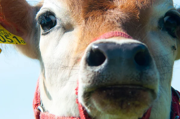 ジャージー牛の牧草地にかすめる — ストック写真