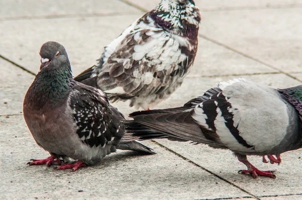 Urban pigeon eating scattered bread — Stock Photo, Image