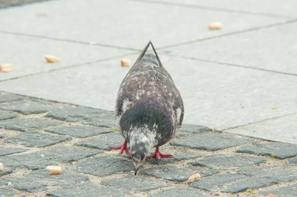 Paloma urbana comiendo pan disperso — Foto de Stock