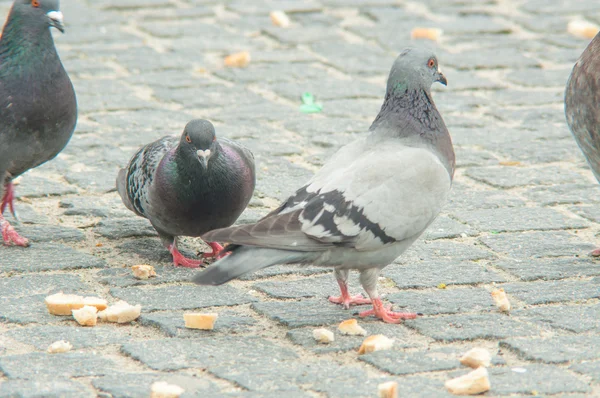 Городские голуби едят разбросанный хлеб — стоковое фото