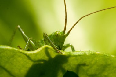 Çekirge yeşil çim