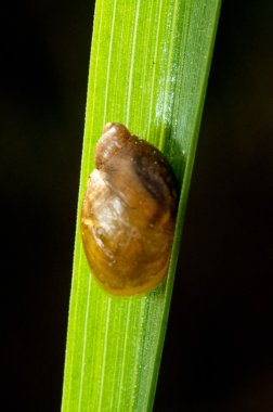 küçük salyangoz yeşil çimenlerin üzerinde