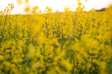 çiçek açan kanola alanında