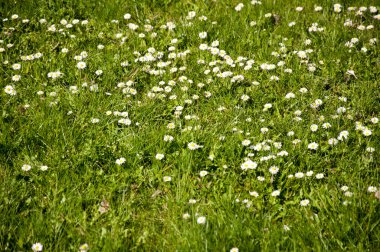 çiçek açan dandelions