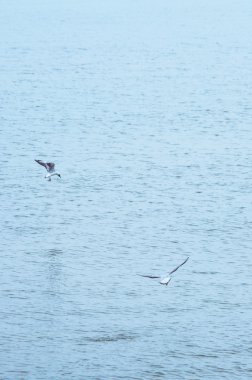 Martılar denizin üzerinde uçuyor.