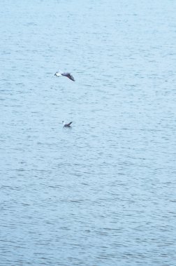 Martılar denizin üzerinde uçuyor.