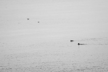 Martılar denizin üzerinde uçuyor.