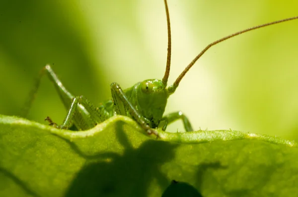 Grasshopper na grama verde — Fotografia de Stock