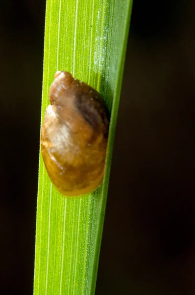 Kleine slak op een groen gras — Stockfoto