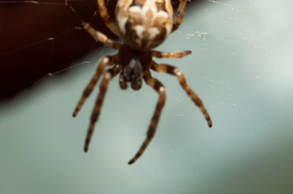 Aranha tece uma teia — Fotografia de Stock