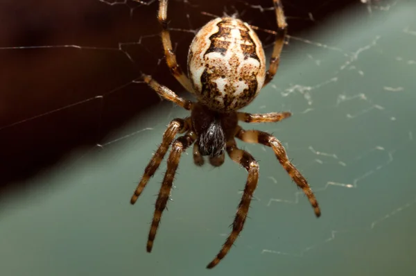 Spider spřádá web — Stock fotografie