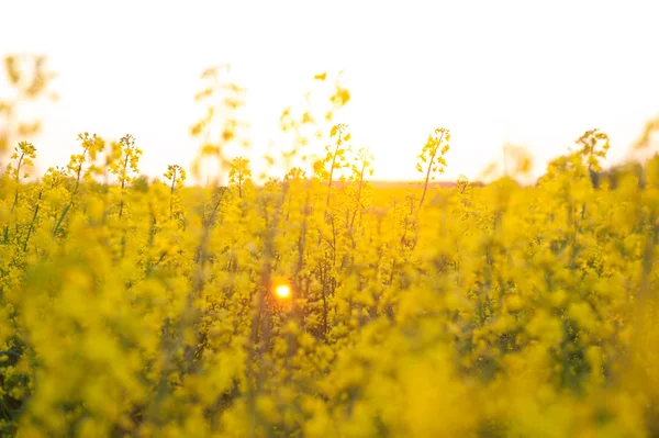 Floración de canola en el campo — Foto de Stock