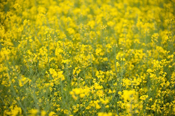 Blooming canola in the field — Stock Photo, Image