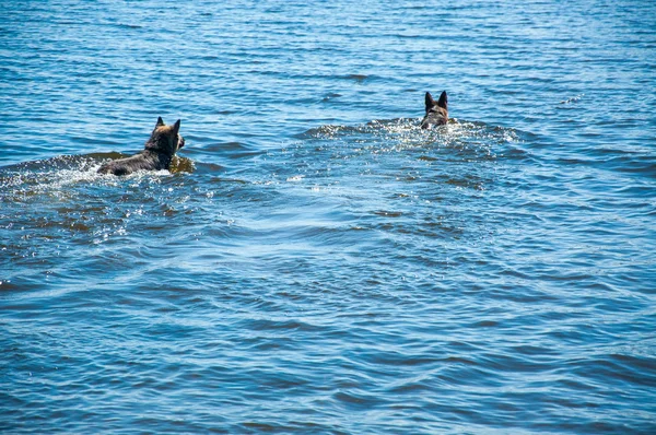 Cane che nuota nel lago — Foto Stock