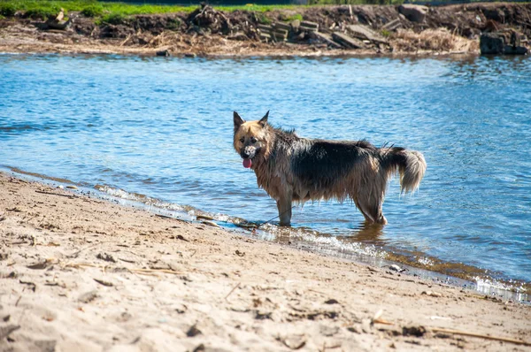 Perro nadando en el lago — Foto de Stock