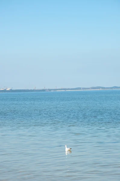Gaviota de pie en la orilla del mar —  Fotos de Stock