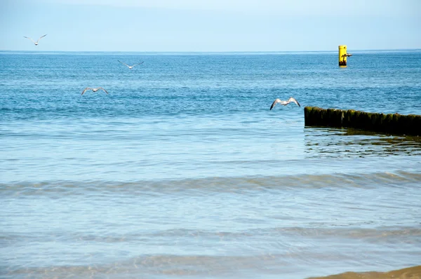 Γλάρος στέκεται στην ακτή της θάλασσας — Φωτογραφία Αρχείου