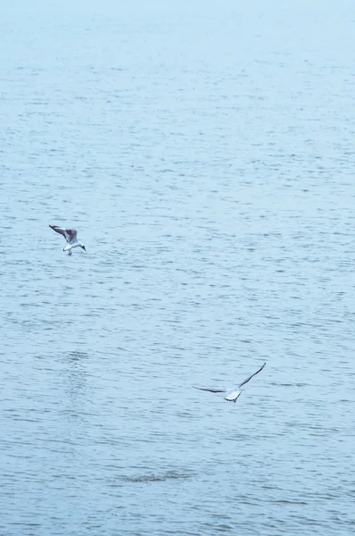 Gaviotas volando sobre el mar — Foto de Stock