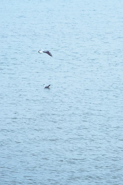 Måsar som flyger över havet — Stockfoto