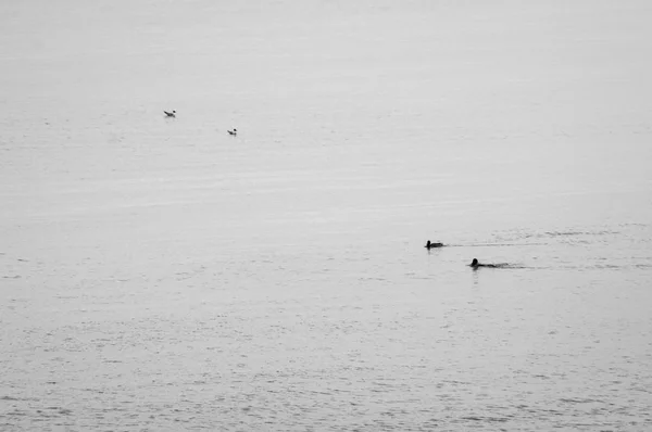 Gaivotas voando sobre o mar — Fotografia de Stock