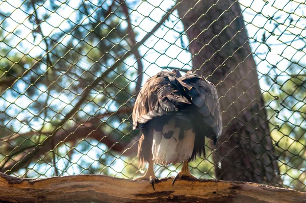 Adler auf einem Baum — Stockfoto