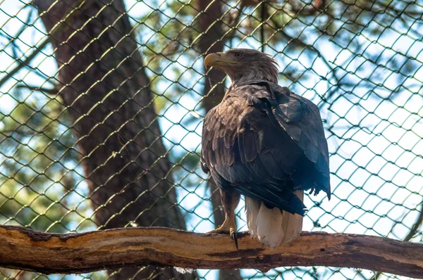 Eagle op een boom — Stockfoto